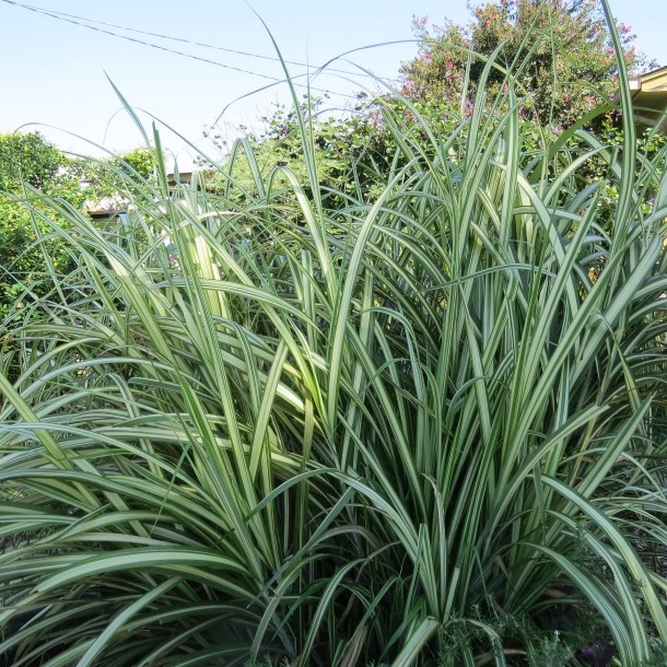 Above: Summer time view of Miscanthus Morning Light