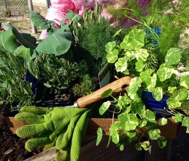 Above: Nasturtiums, Watercress, Lavender, Fennel, and Broccoli 