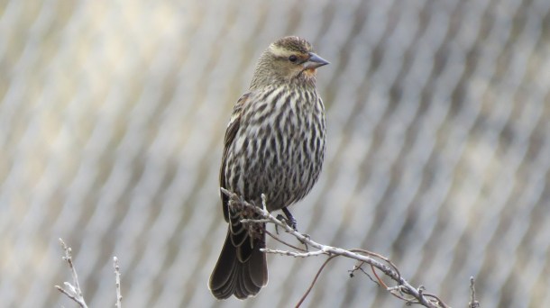 Above: Female Redwing Blackbird at our Feeder
