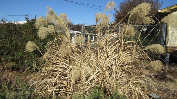 Above: Winter Version of Miscanthus