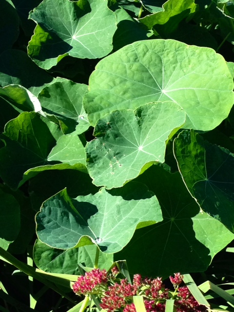 Above: Lily pads in the garden? No, more fall Nasturtiums from Vermont! 