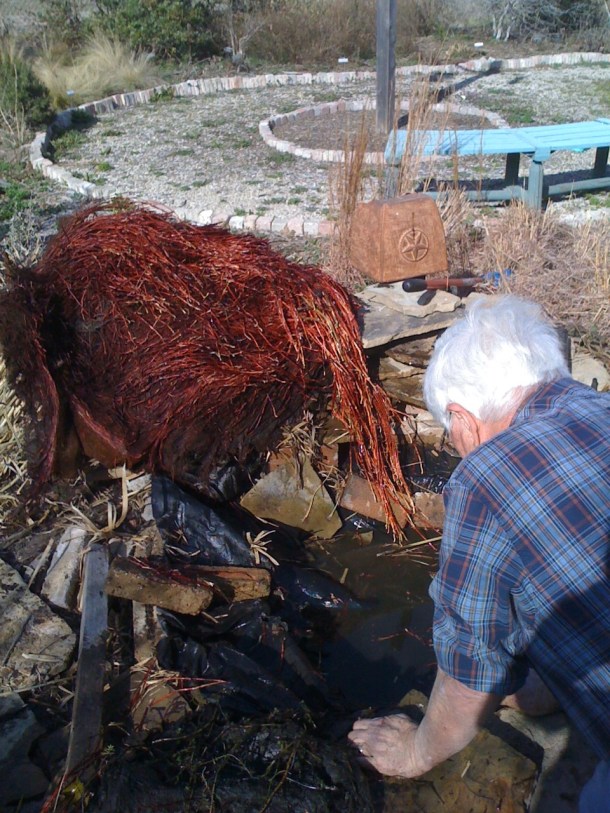 Above: Cleaning out the Pond, Red Roots Belong to our Papyrus to be Divided