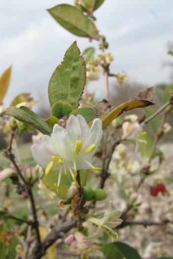 Winter Honeysuckle Blooming Late January through February at the Demonstration Garden on Joe Field Road