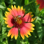 Bee on Blanket Flower