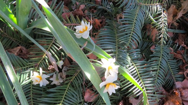 Above: Narcissus tazetta Double Roman peeking our thru leaves of our yew at The Demonstration Garden