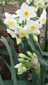 Narcissus tazetta 'Grand Primo', a bulb that will naturalize in Texas