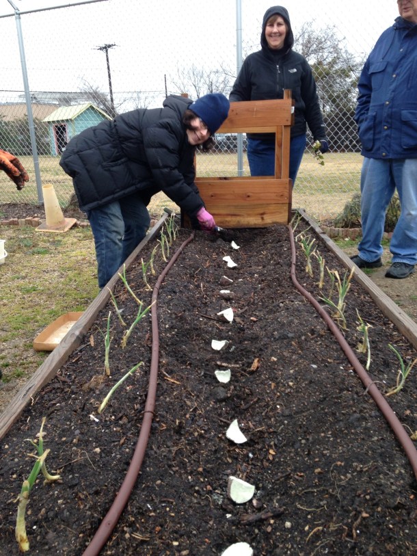 Above: Sue and Christina planting our potatoes inside rows of onions