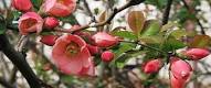 Quince Branch