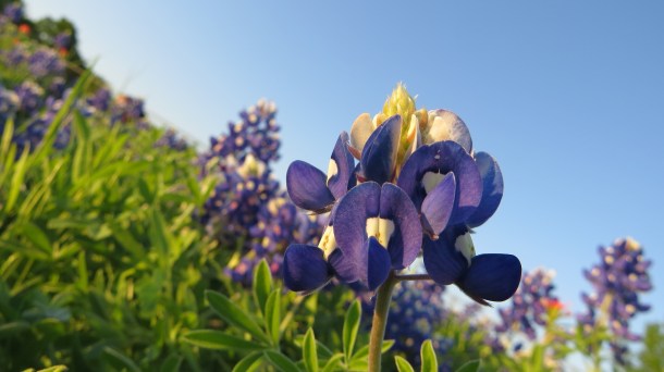 Bluebonnet in foreground Starla