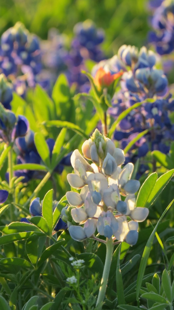 Bluebonnet White Starla