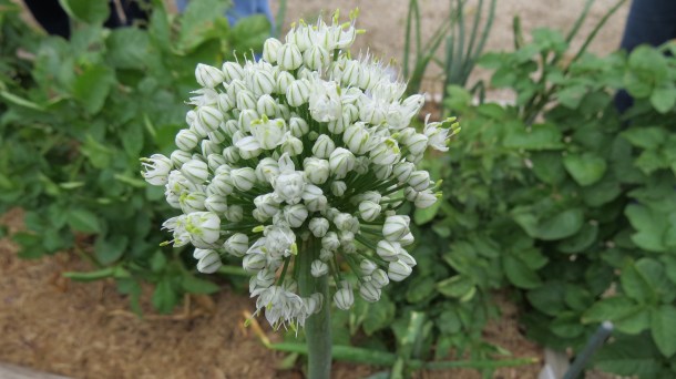 An Onion in Full Bolt!