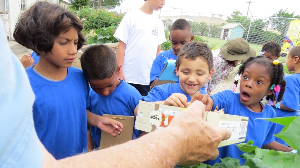 Excitement in the garden is contagious.  Jim is showing students our cotton plants and cotton bolls.