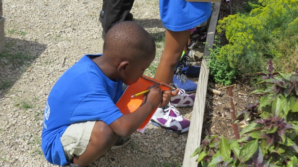Keeping a Garden Journal is introduced to our students. This future gardener is writing about herbs he has just tasted, touched, and smelled.