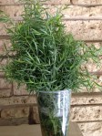 French Tarragon-Linda's House