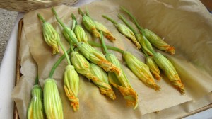Above: Stuffed Squash Blossoms Ready to Fry