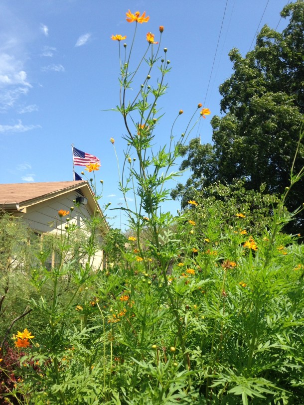 Cosmos Growing High  into the Sky