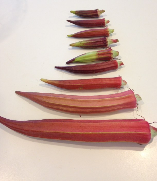 Orderly Okra