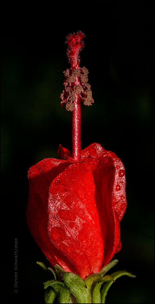 Turk's Cap Flower 7938