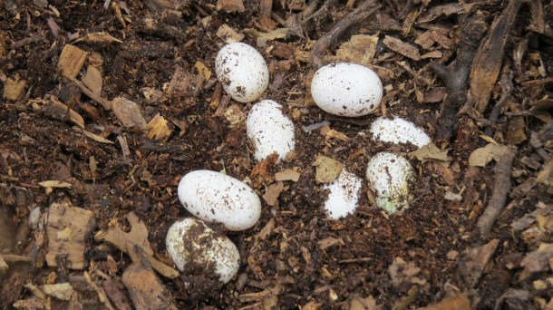 Snake Eggs Found at our Garden