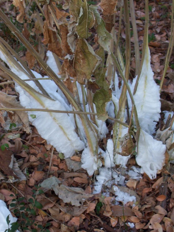 Frostweed after Frost!
