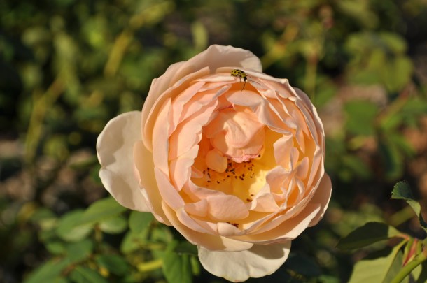 Meet the David Austin Rose, Jude the Obscure