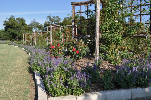Above: View of Part of the extensive Farmers Branch Rose Garden