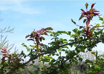Above: Rose Rosette Disease affecting American Pillar Rose