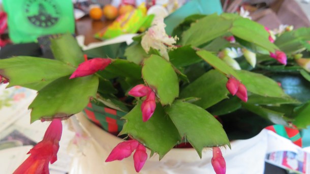 What do You Know-This is Actually a Thanksgiving Cactus