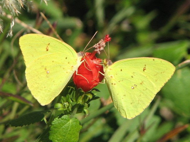 Cloudless Sulphur Butterflies on Turk's Cap, Photo by Janet D. Smith
