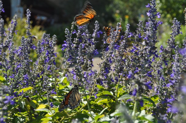 Monarch Butterflies Nectaring on Blue Salvia at our Old Location