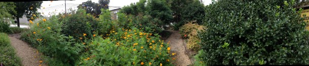 garden panoramoic -front garden
