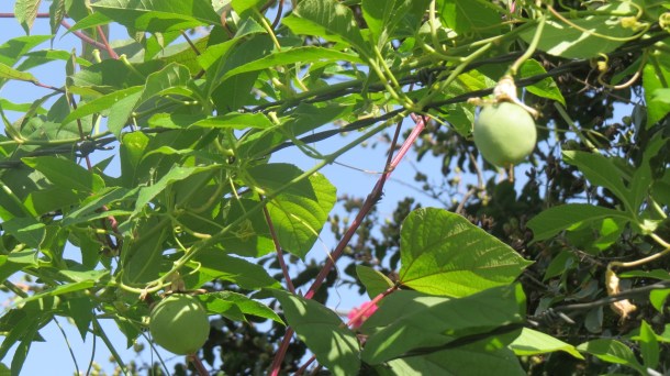 Passion Flower Fruit