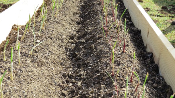  Our First Onions Planted at The Raincatcher's Garden!