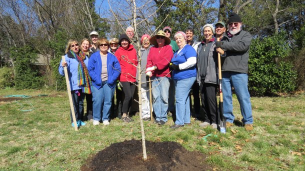 Ginko Tree Planted February 19, 2015