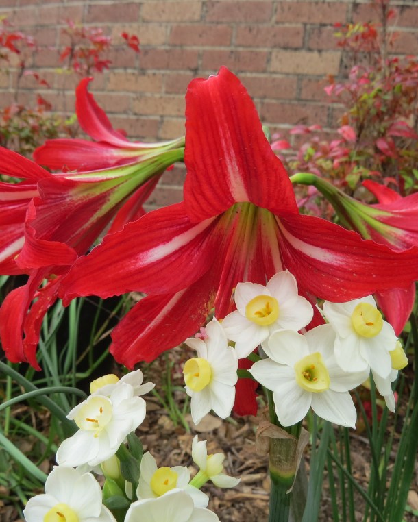Hardy Amaryllis and daffodils 2015