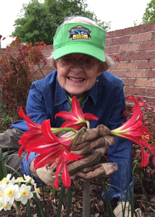 Evelyn, Hardy Amaryllis and Daffodils, All Blooming!