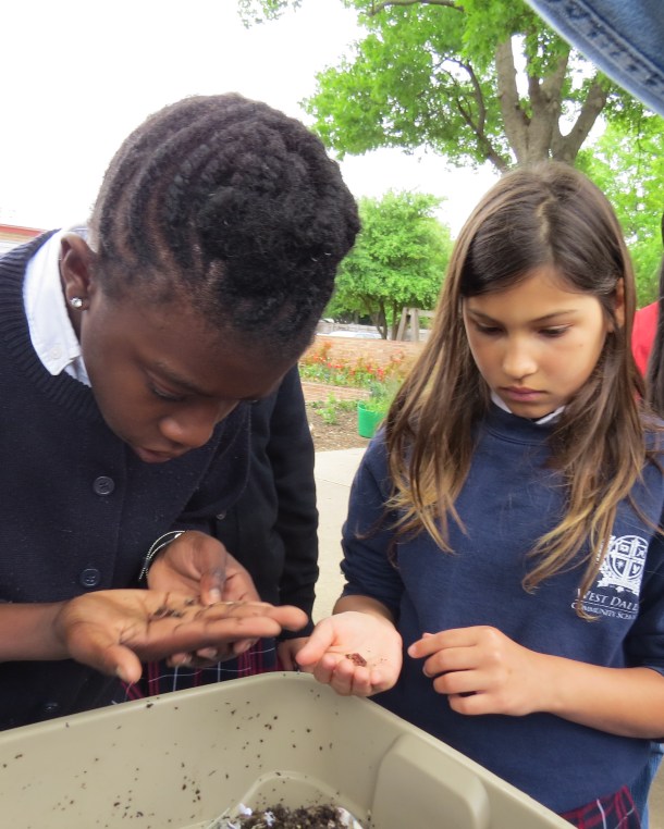 The Wonder of Worms, Nature's Composters in the Palm of Your Hand