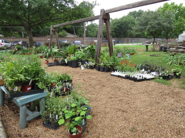 Oregano, Phlox, Tomato Starts, Fig Trees, Cast Iron, Coneflower, Great Prices!