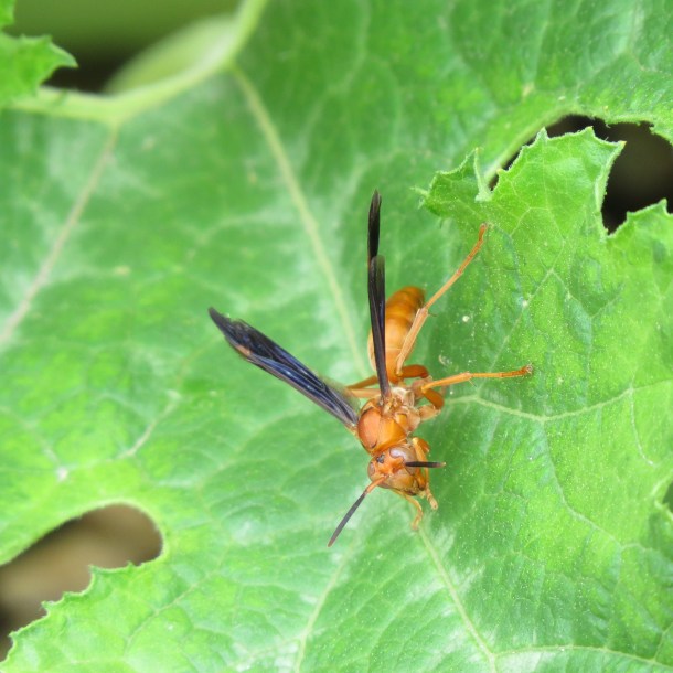 Red Wasp, a Beneficial Insect, Not a Foe