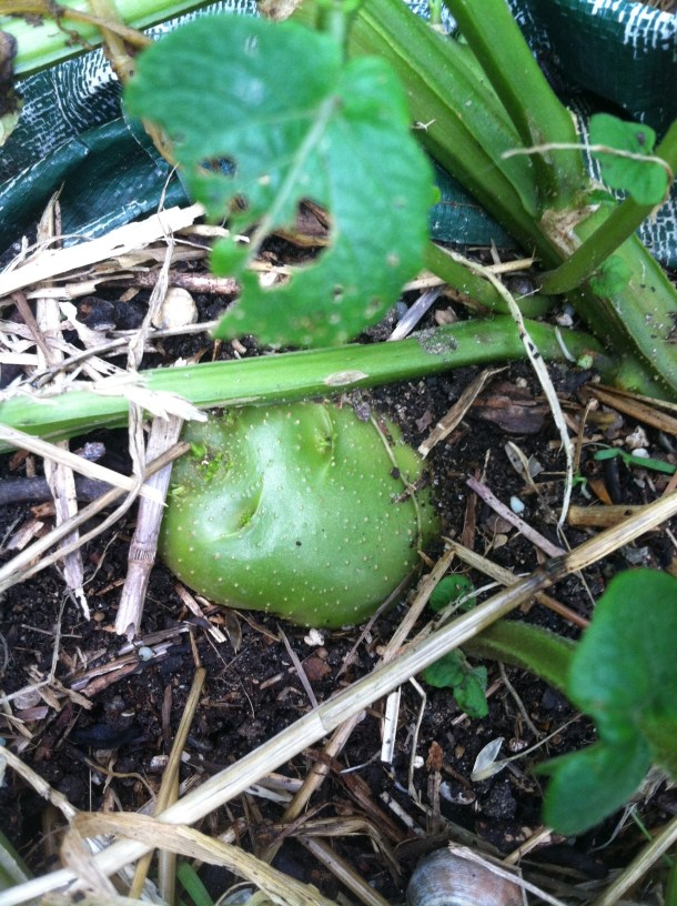Neon Green Potato from Carolyn's Garden, Not Photo Shopped! Beware, Even Green Tinged Potatoes Should not be Eaten.