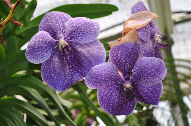 Vanda