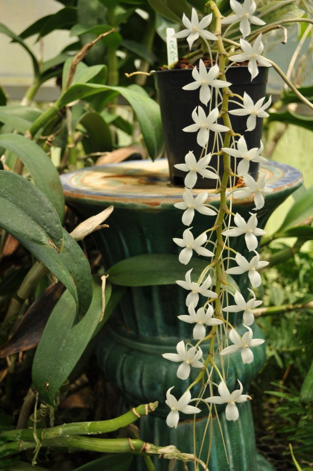  Angracum from Madagascar