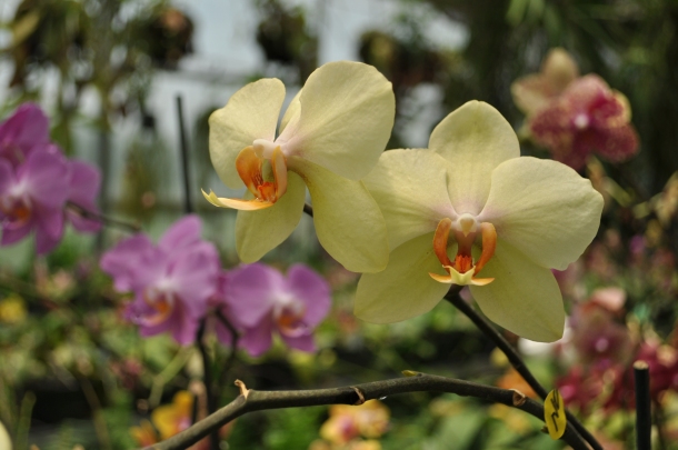  Phalaenopsis