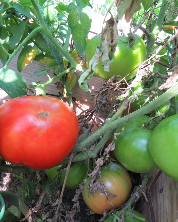 Celebrity Tomatoes on the Vine