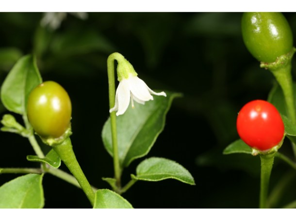 Capsicum annuum var. glabriusculum