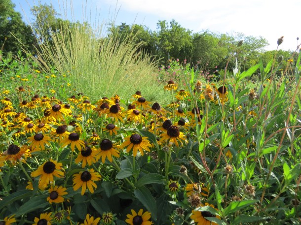 Black Eyed Susan 'Goldstrum' with Little Bluestem in the Background