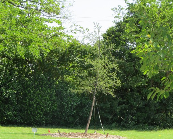 Cedar Elm Planted at The Raincatcher's Garden