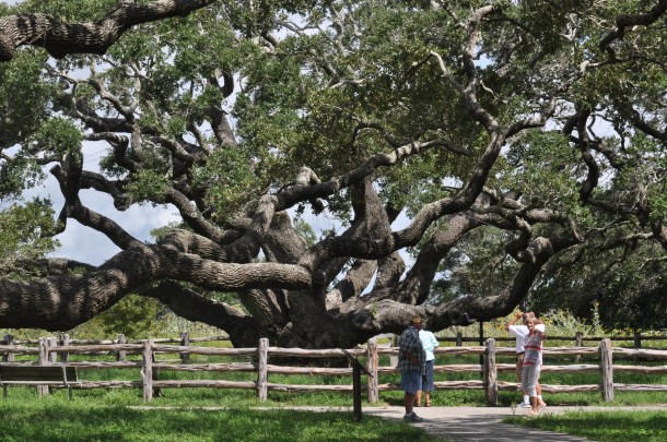 The Big Tree at Goose Island State Park