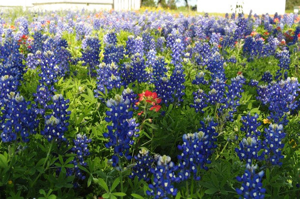 Bluebonnets and Indian Paintbrush