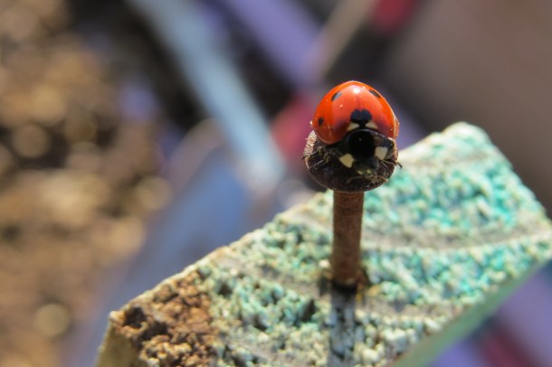 Starla's Serendipitous Ladybug Picture